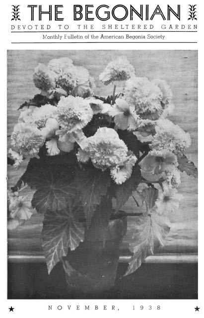 B. ‘Fimbriata Flore Plena’